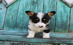Welsh Corgi Pembroke dogs for sale: Lily - Image 7