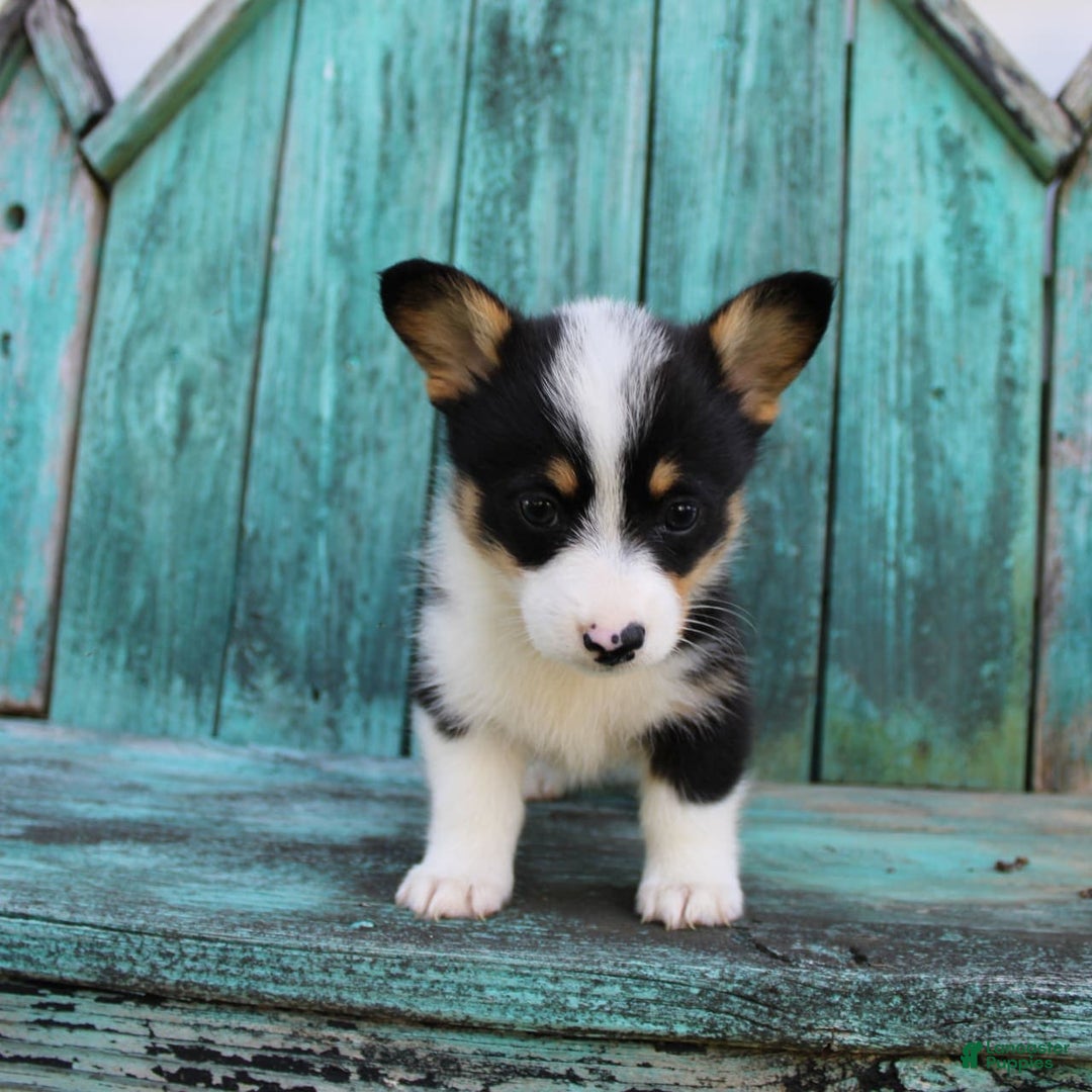 Welsh Corgi Pembroke dogs for sale: Lily - Image 7