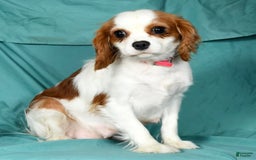 Cavalier King Charles Spaniel dogs for sale: Ike - Image 10