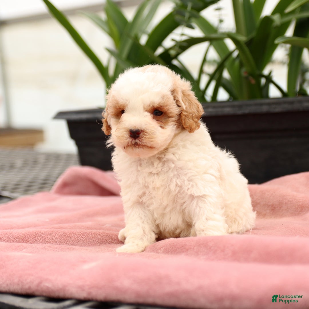 Mini Goldendoodle dogs for sale: Zane - Image 8