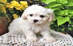 Cavachon dogs for sale: Max - Image 6