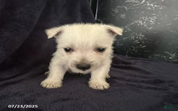 West Highland Terrier dogs for sale: Macy - Image 1