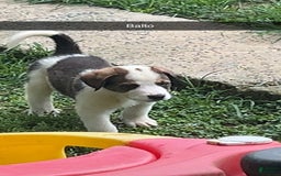 Great Pyrenees dogs for sale: Balto - Image 3