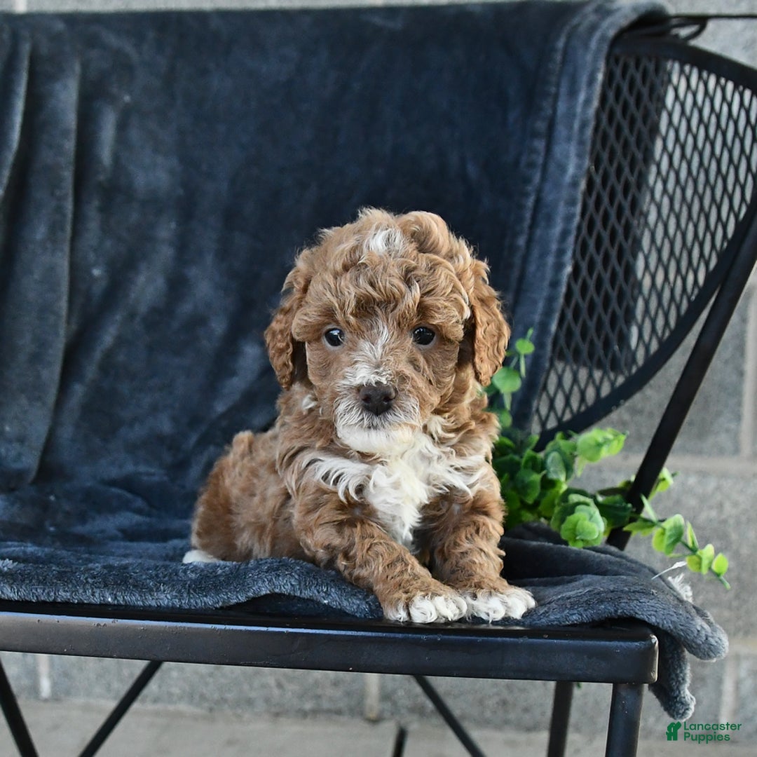 Mini Goldendoodle dogs for sale: Lilac - Image 10