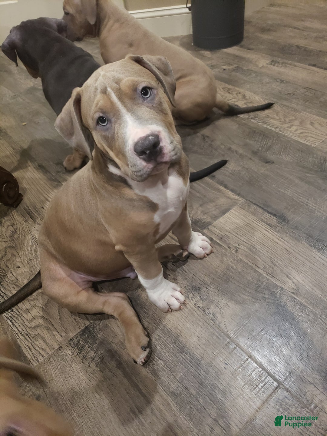 American Bully dogs for sale: Socks - Image 35