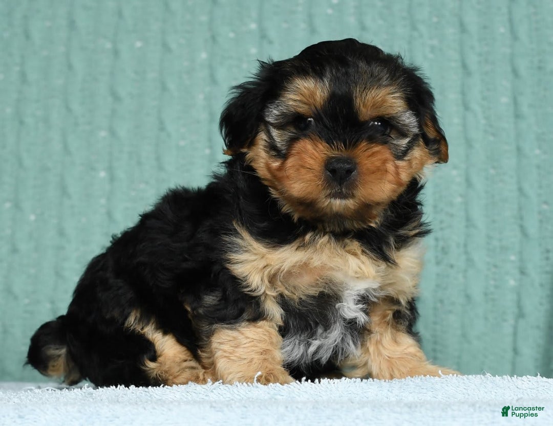 Yorkiepoo dogs for sale: Bella - Image 7