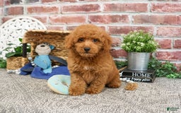 Miniature Poodle dogs for sale: Rico - Image 3