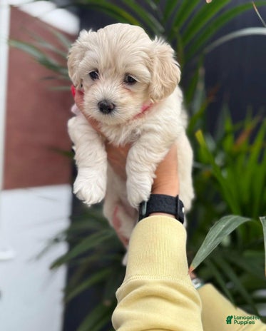 Maltipoo dogs for sale - Ad 3