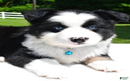 Miniature Australian Shepherd dogs for sale: Jean - Image 6