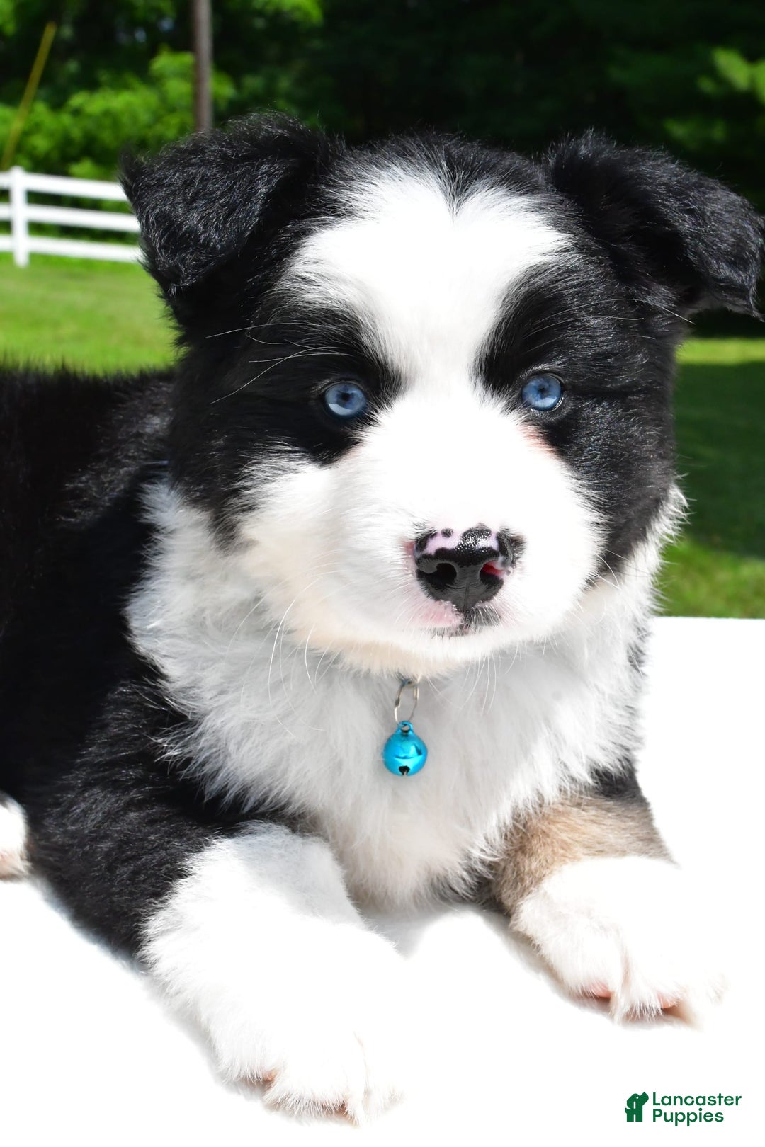 Miniature Australian Shepherd dogs for sale: Jean - Image 6