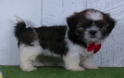 Shih Tzu dogs for sale: Gabe - Image 4