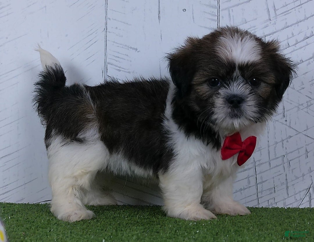 Shih Tzu dogs for sale: Gabe - Image 4