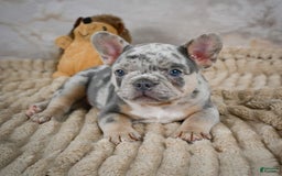 French Bulldog dogs for sale: Raven - Image 5