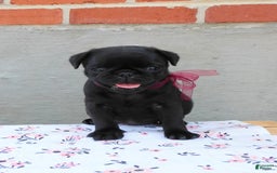 Pug dogs for sale: Pacifica - Image 12