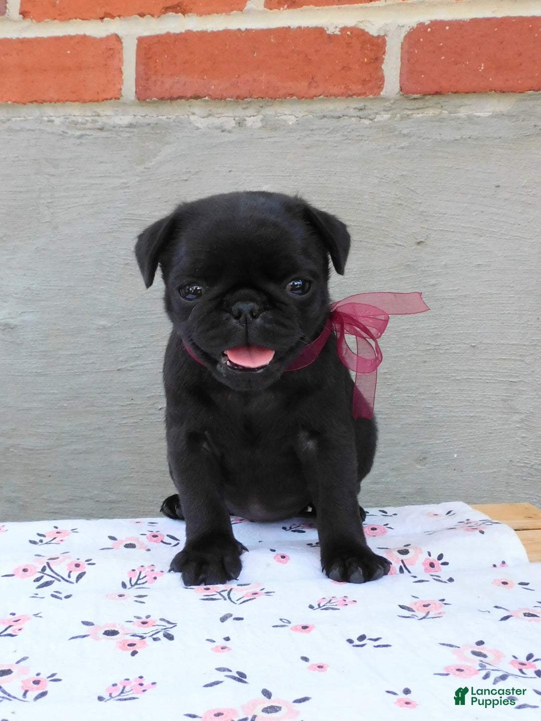 Pug dogs for sale: Pacifica - Image 12