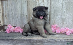 Belgian Tervuren dogs for sale: Mystic - Image 1