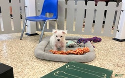West Highland Terrier dogs for sale: Shelby - Image 2
