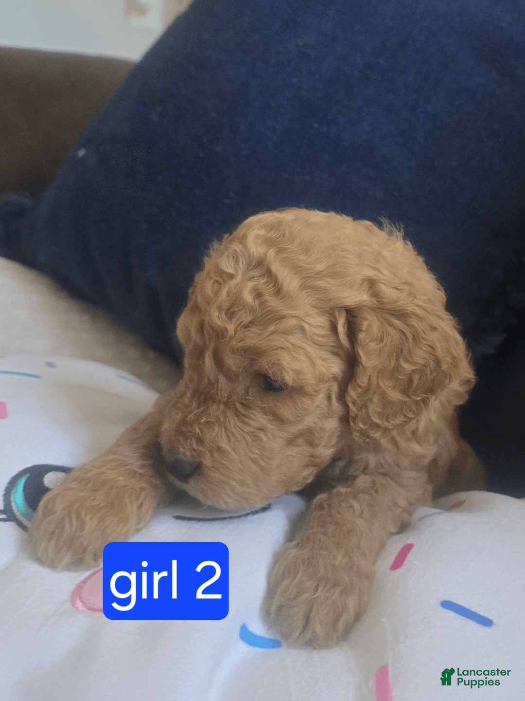 Goldendoodle dogs for sale: Sophia - Image 4