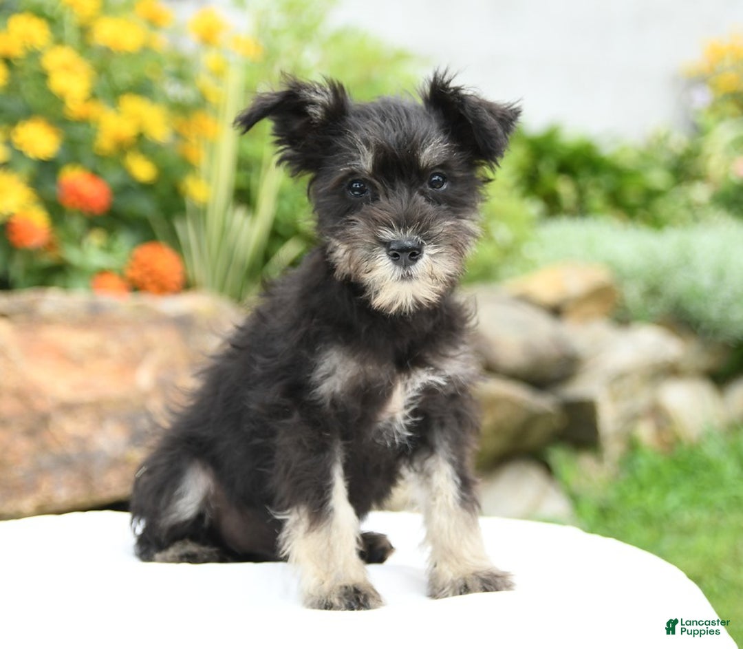 Miniature Schnauzer dogs for sale: Prairie - Image 1