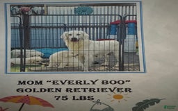 Goldendoodle dogs for sale: Armani - Image 9