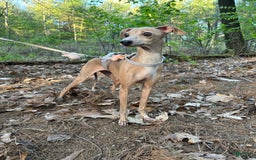 Italian Greyhound dogs for sale: Toby - Image 6