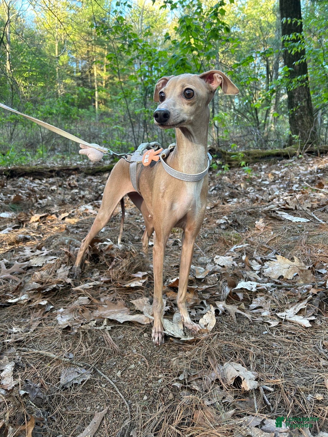Italian Greyhound dogs for sale: Toby - Image 6