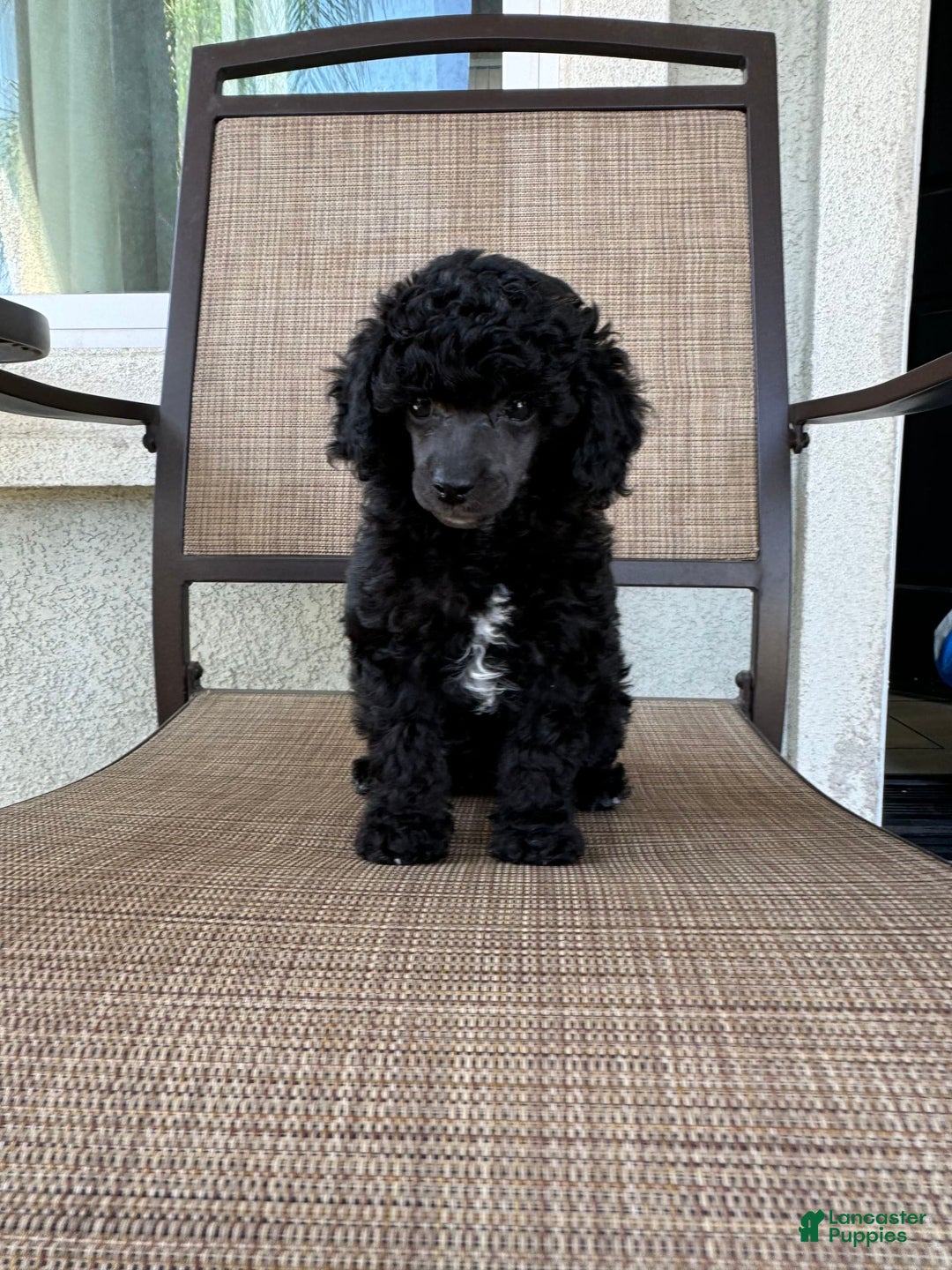 Miniature Poodle dogs for sale: Black Widow - Image 2