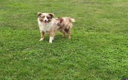 Australian Shepherd dogs for sale: Buster - Image 11