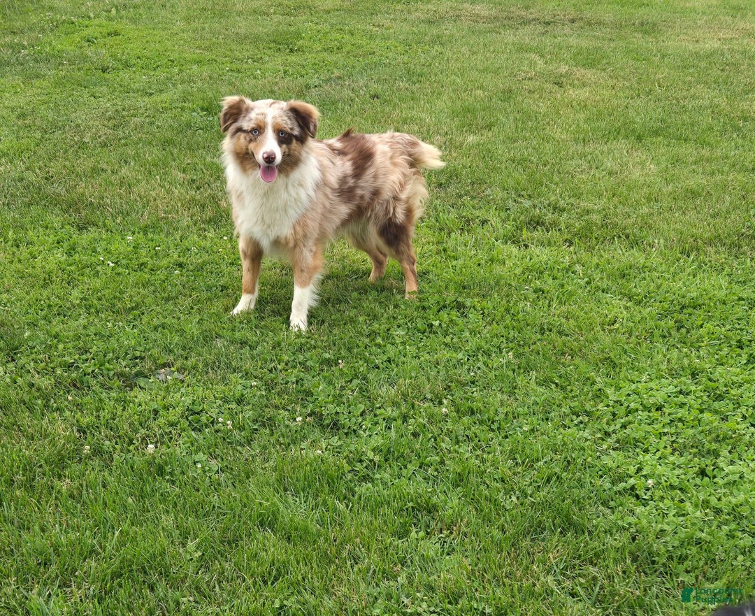 Australian Shepherd dogs for sale: Buster - Image 11