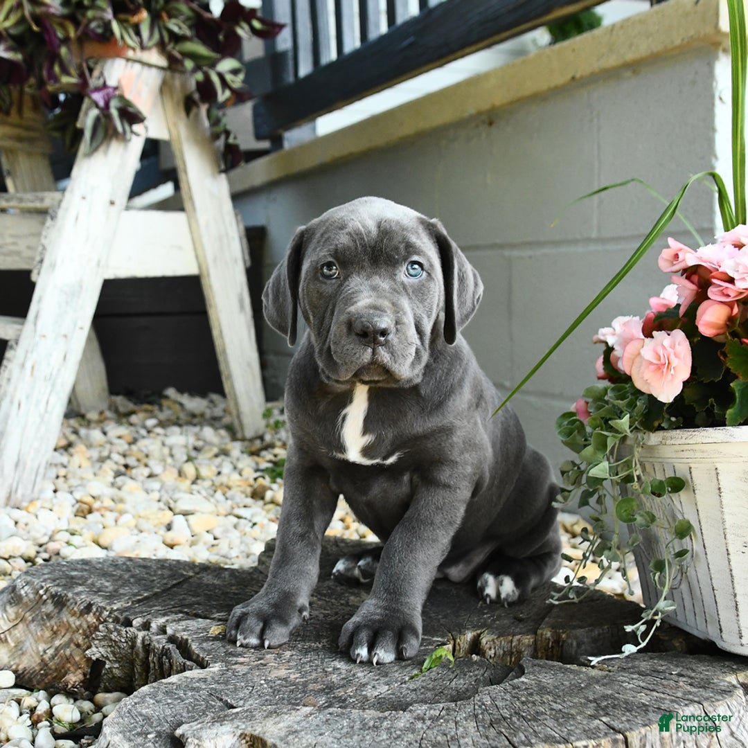 Cane Corso dogs for sale: Sally - Image 4