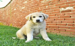 Anatolian Shepherd dogs for sale: Ryder - Image 2