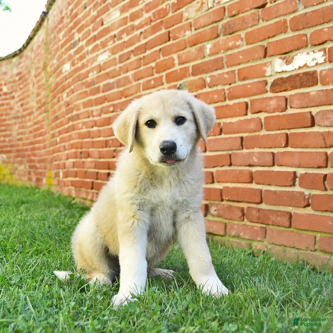 Anatolian Shepherd dogs for sale: Ryder - Image 2