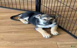 German Shepherd dogs for sale: Cedar - Image 12