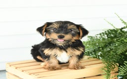 Yorkshire Terrier dogs for sale: Paisley - Image 1