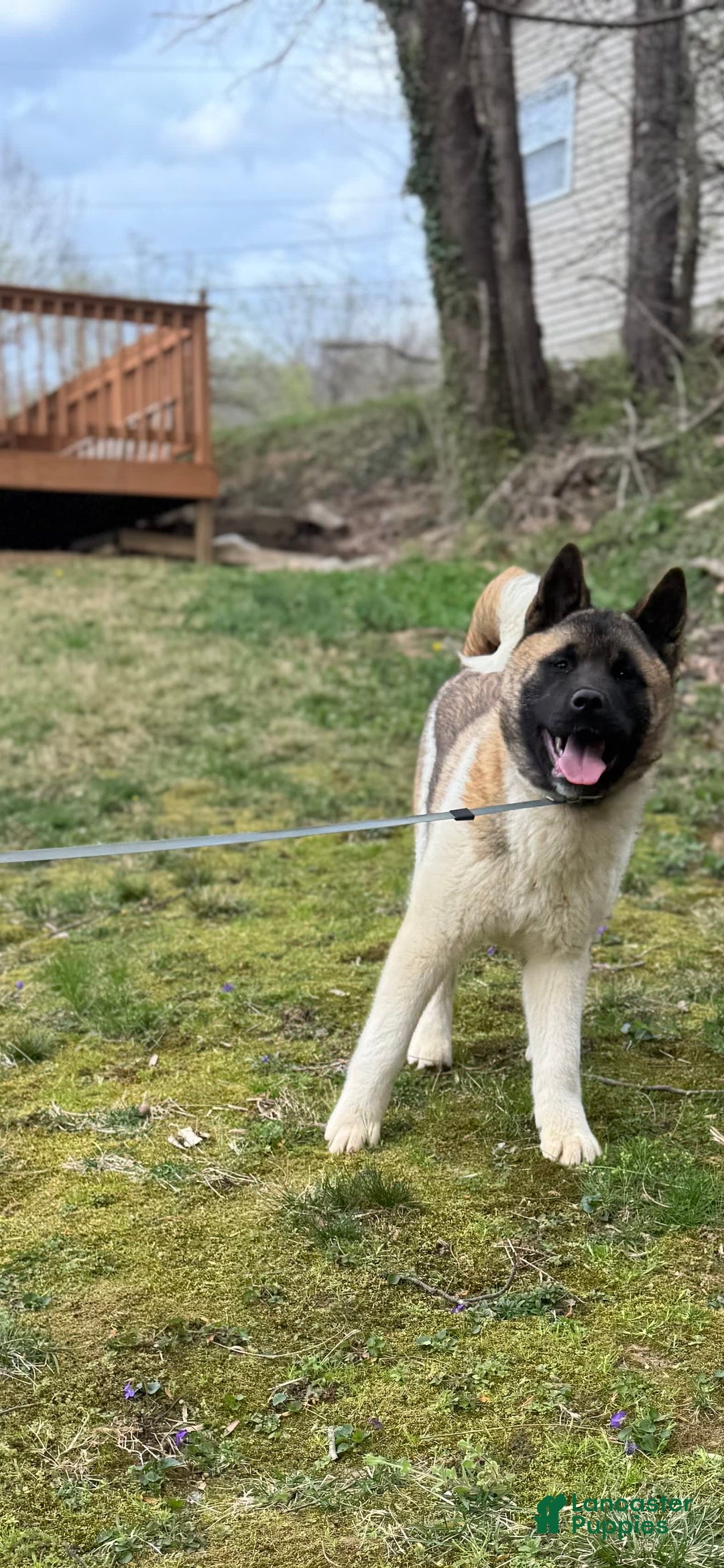 Akita dogs for sale: Nala - Image 4