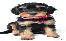 Cavapoo dogs for sale: Bell - Image 1