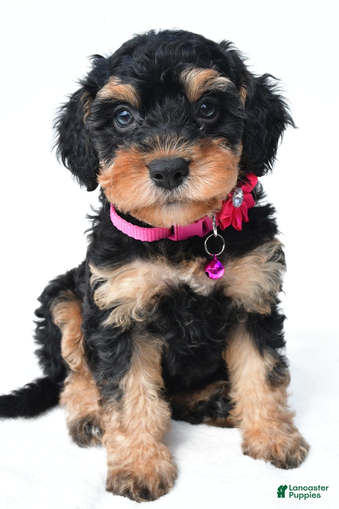 Cavapoo dogs for sale: Bell - Image 1