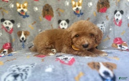 Cavapoo dogs for sale: Kade - Image 8