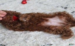 Toy Poodle dogs for sale: Eleanor - Image 8
