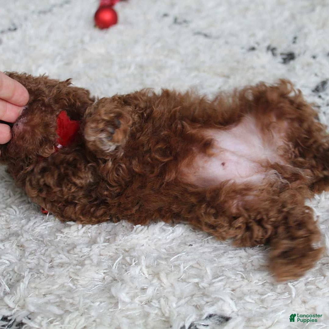 Toy Poodle dogs for sale: Eleanor - Image 8