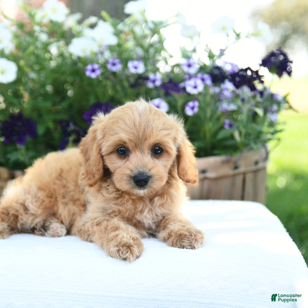 Cavapoo dogs for sale: Scarlet - Image 3