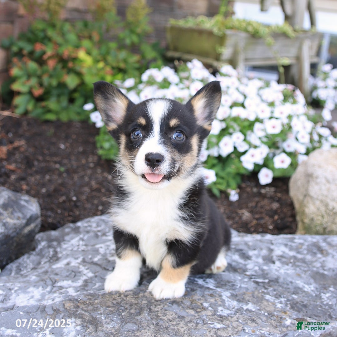 Welsh Corgi Pembroke dogs for sale: Isabelle - Image 4