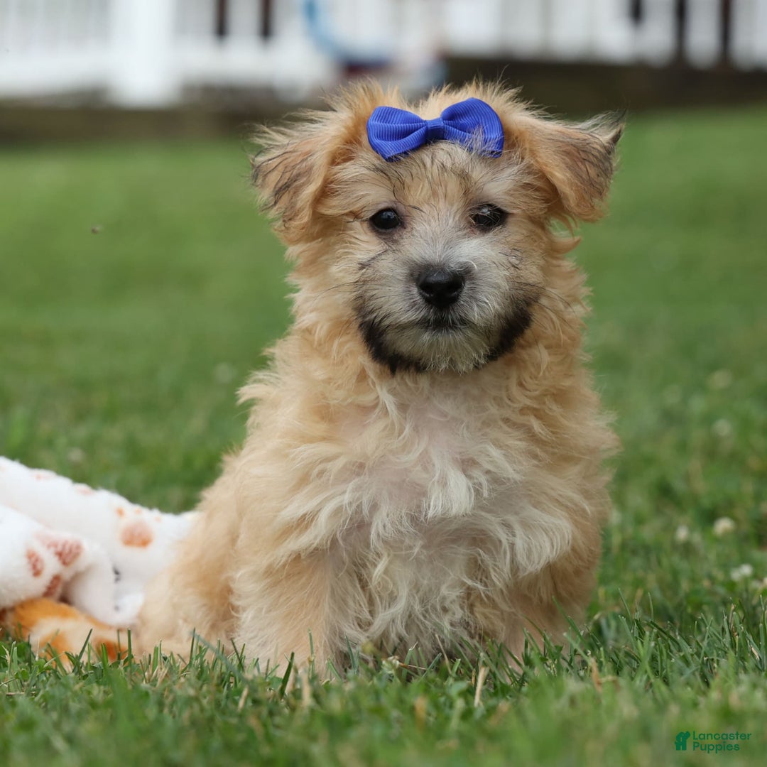Yochon dogs for sale: Tobias - Image 21