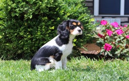 Cavalier King Charles Spaniel dogs for sale: Missy - Image 7