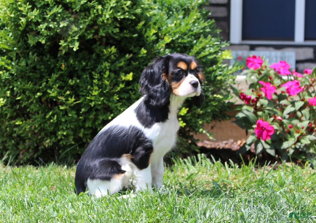 Cavalier King Charles Spaniel dogs for sale: Missy - Image 7