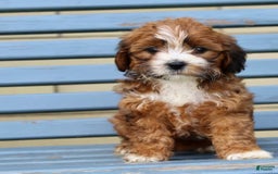 Shihpoo dogs for sale: Lola - Image 1