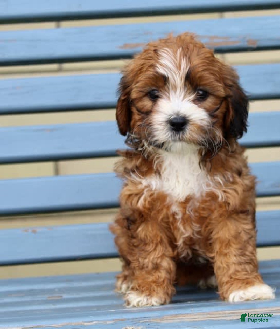 Shihpoo dogs for sale: Lola - Image 1