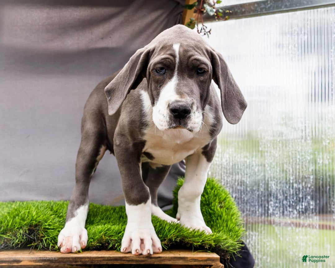 Great Dane dogs for sale: Missy - Image 12