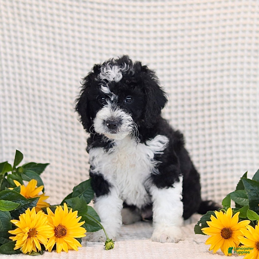 Mini Bernedoodle dogs for sale: Douglas - Image 1