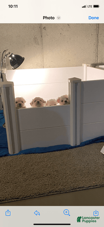 Teddy Bear dogs for sale - Ad 3